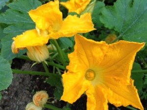 Kesäkurpitsan kukat