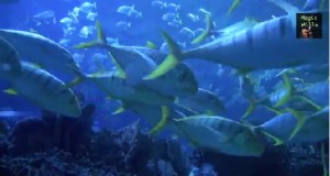 Aquarium 2hr relax music