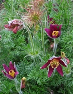 Pulsatilla