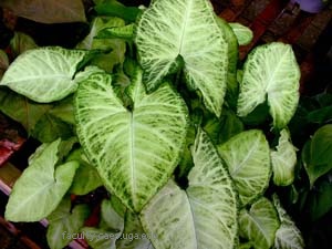 KascienVoimaMuulinkorva